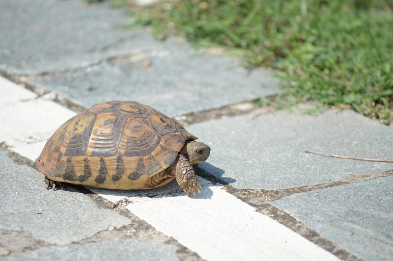 Testudo hermanni