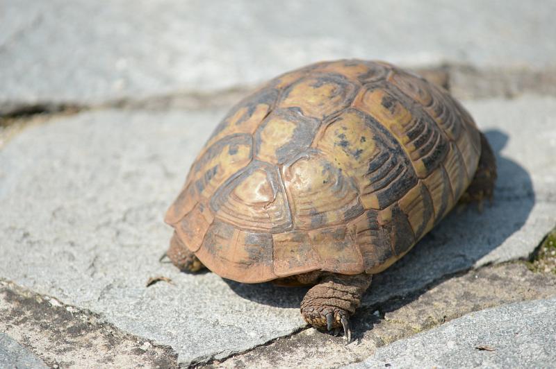 Testudo hermanni