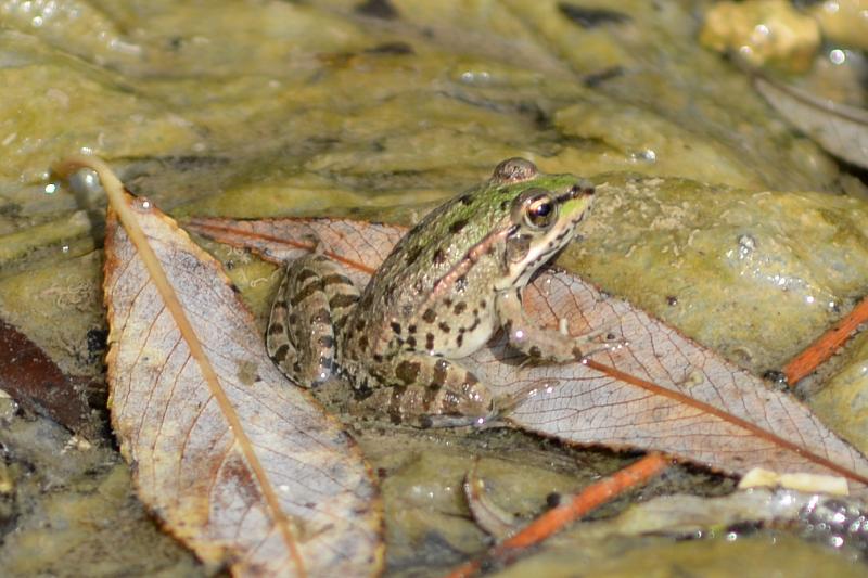 Pelophylax/Rana sp.