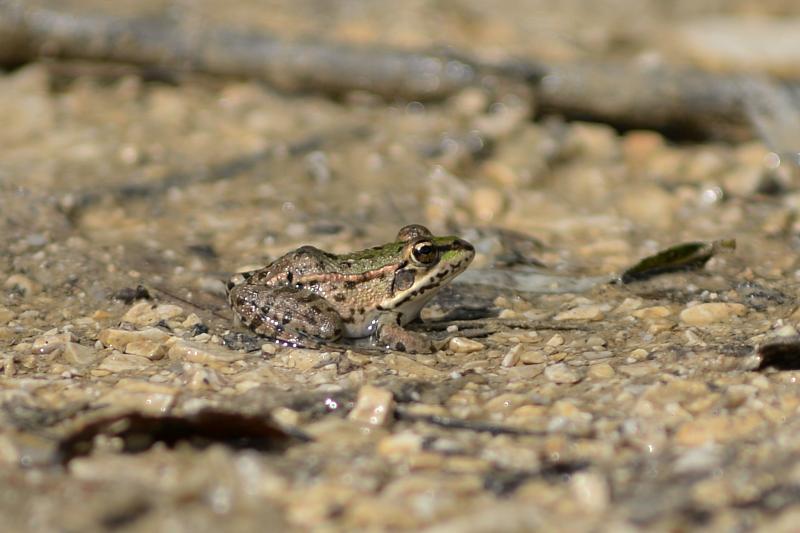 Pelophylax/Rana sp.