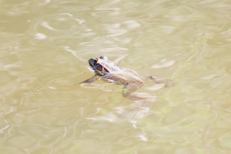 Pelophylax/Rana sp. Pelophylax/Rana sp.