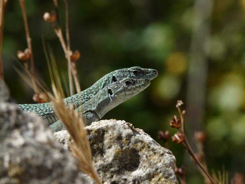 Dalmatolacerta oxycephala