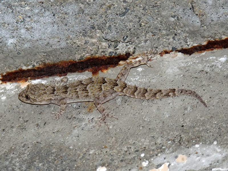 Mediodactylus kotschyi