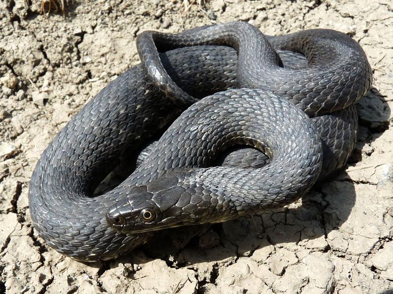 Natrix tessellata