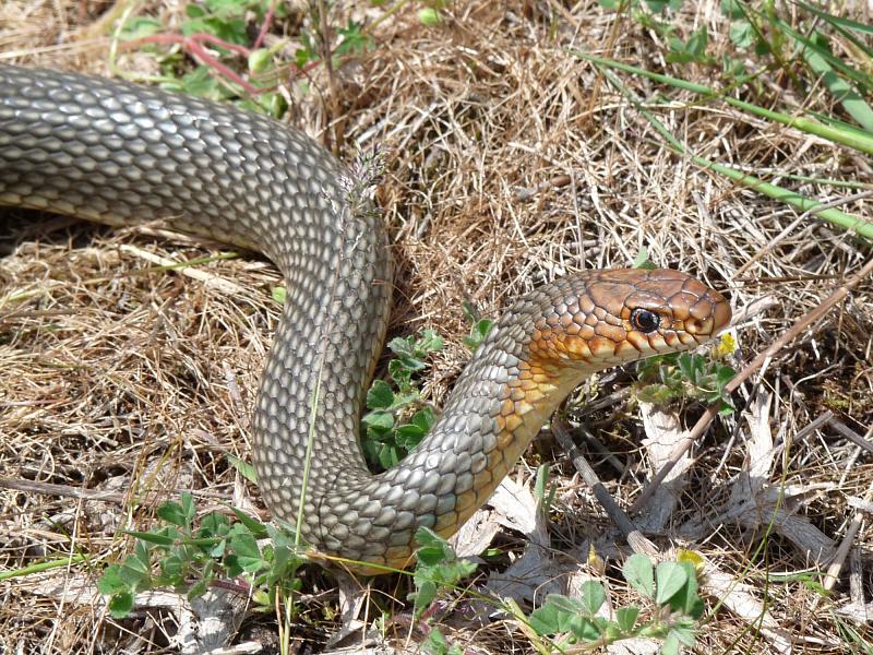 Dolichophis caspius