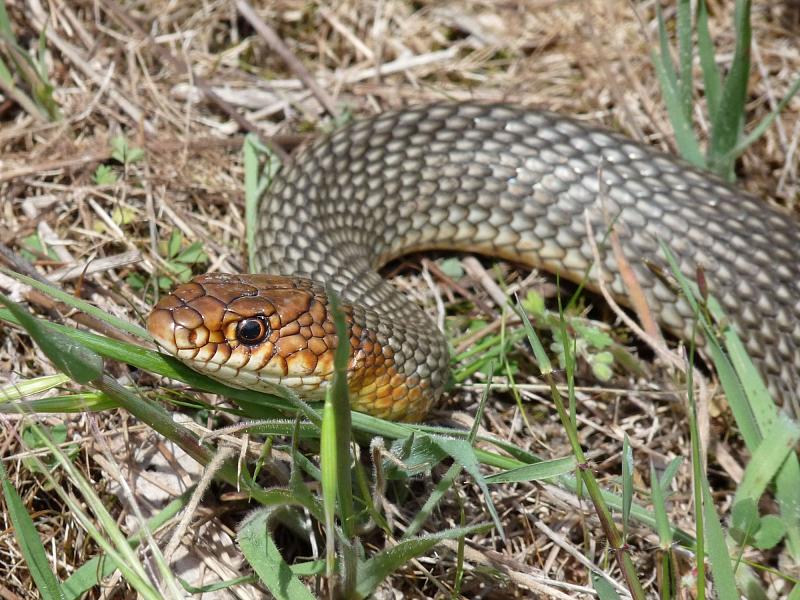 Dolichophis caspius