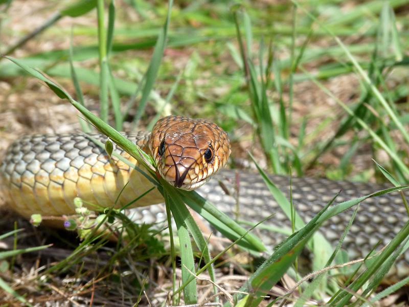 Dolichophis caspius