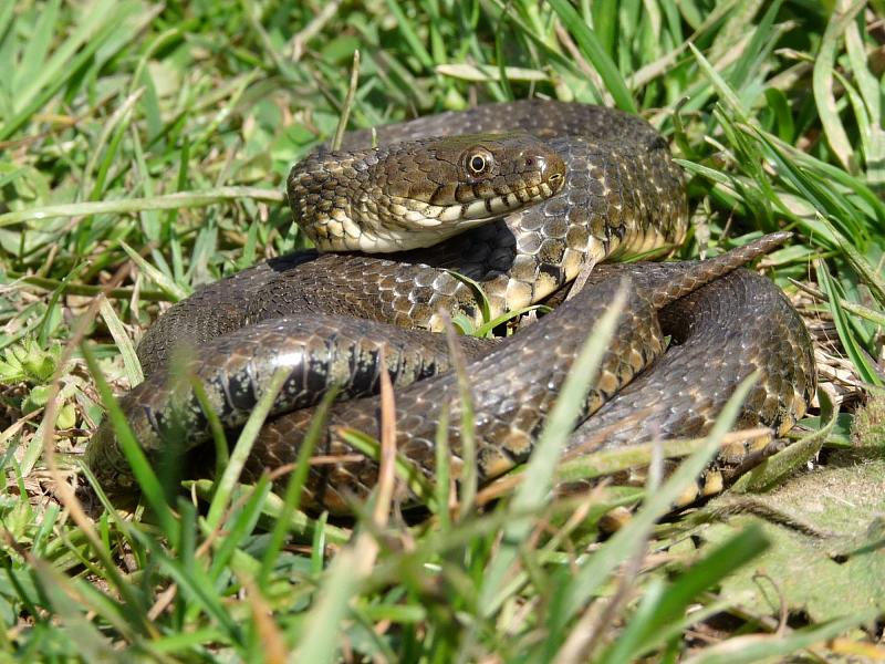 Natrix tessellata