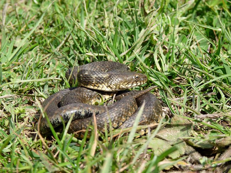 Natrix tessellata