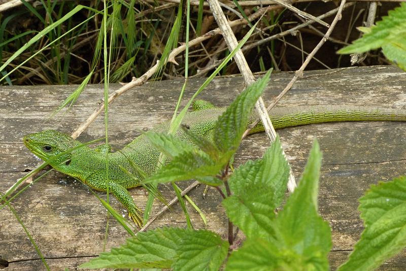 Lacerta trilineata