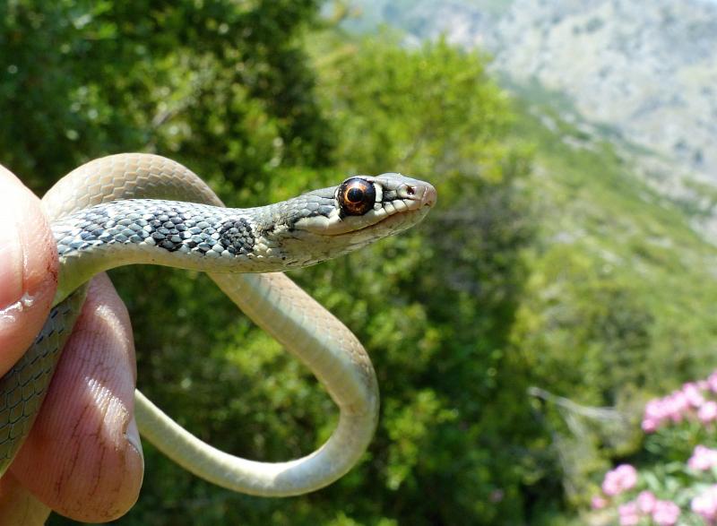 Platyceps najadum