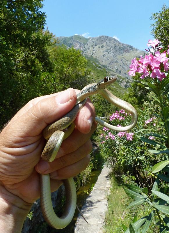 Platyceps najadum