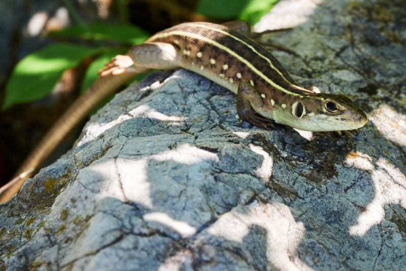 Lacerta trilineata