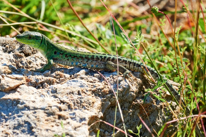 Podarcis siculus