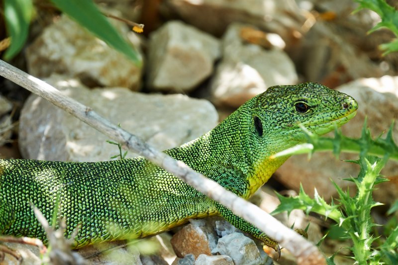 Lacerta trilineata