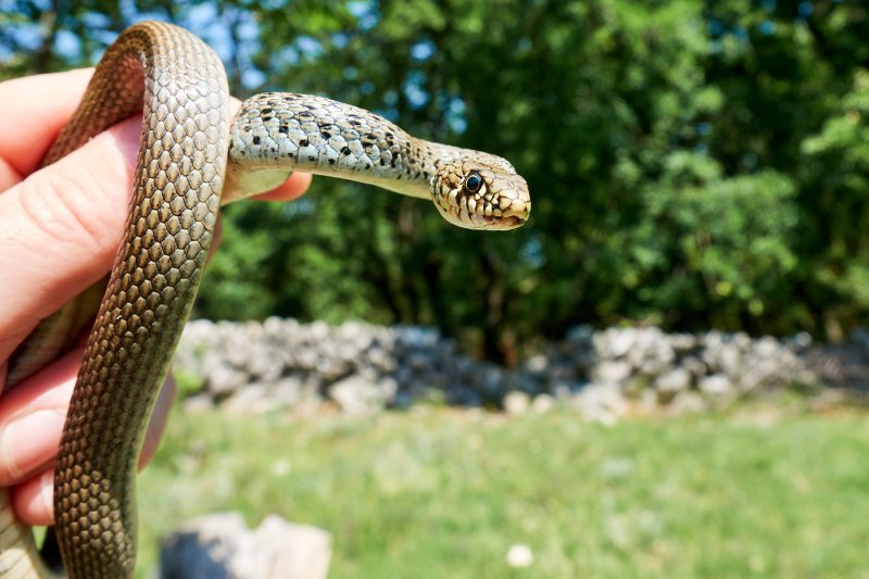 Hierophis gemonensis