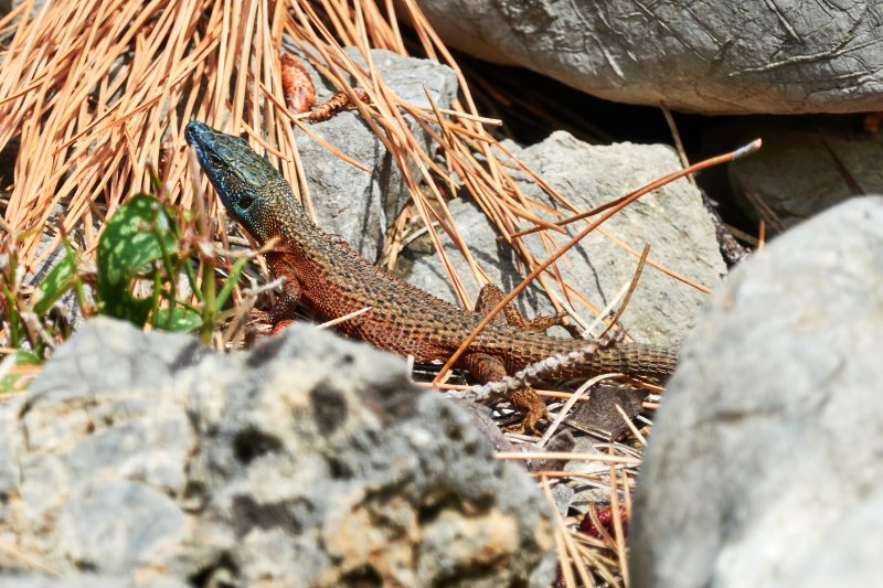 Algyroides nigropunctatus