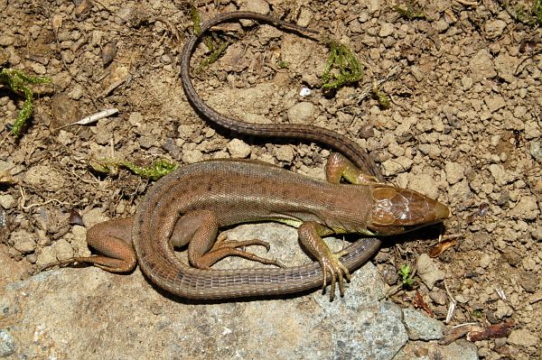 Lacerta viridis