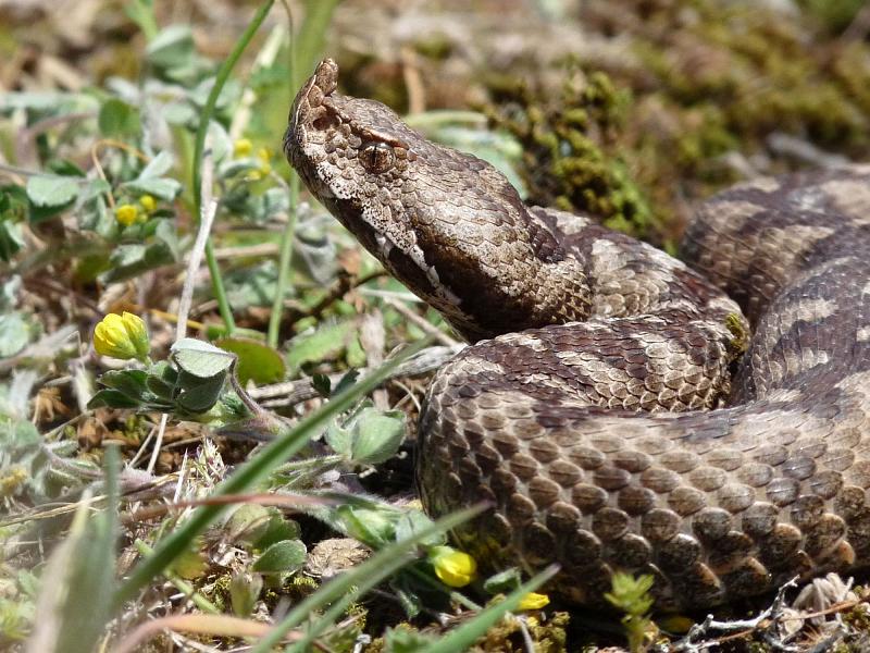 Vipera ammodytes