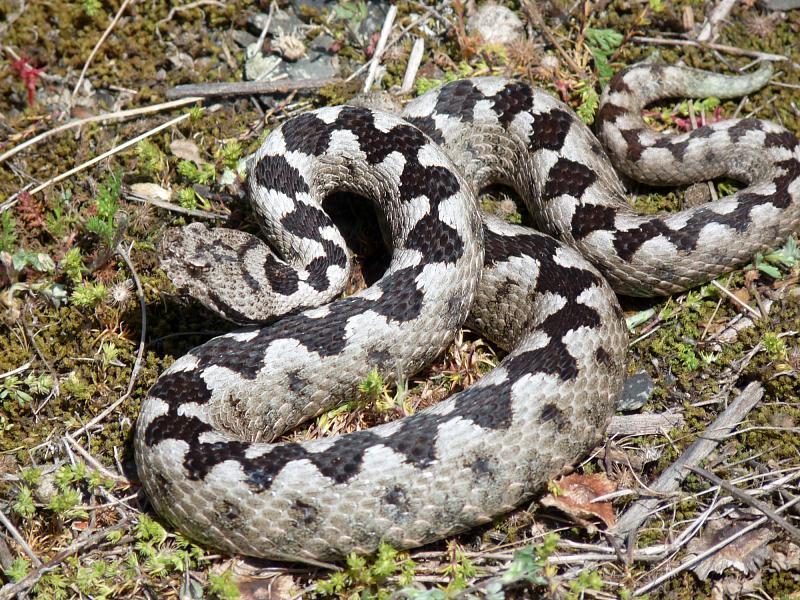 Vipera ammodytes