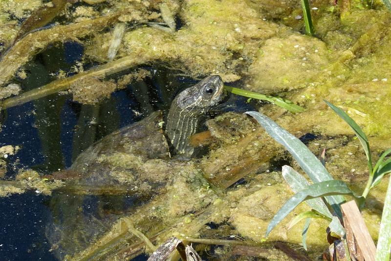 Mauremys rivulata