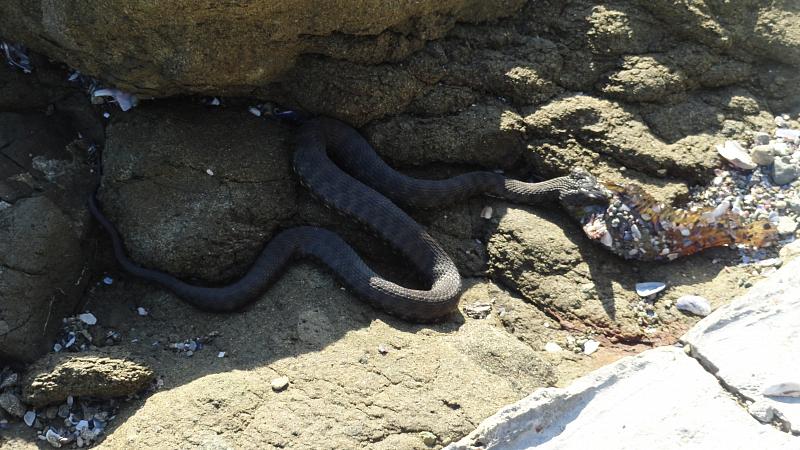 Natrix tessellata