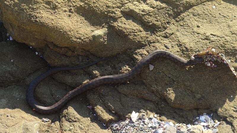 Natrix tessellata