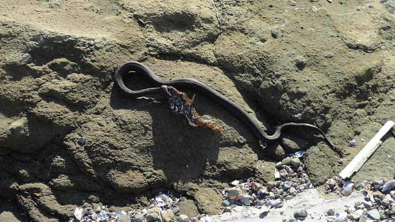 Natrix tessellata