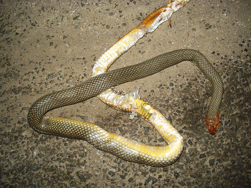 Dolichophis caspius