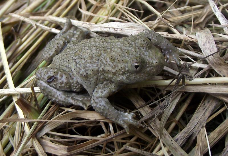 Bombina variegata