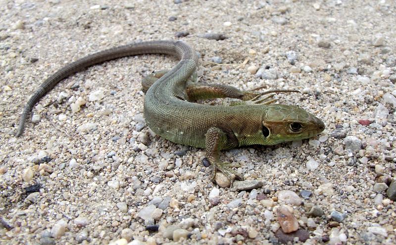 Lacerta viridis