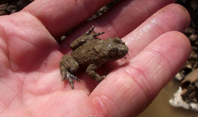 Bombina variegata