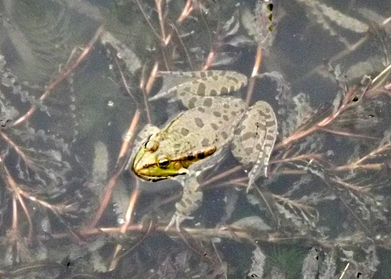 Pelophylax ridibundus