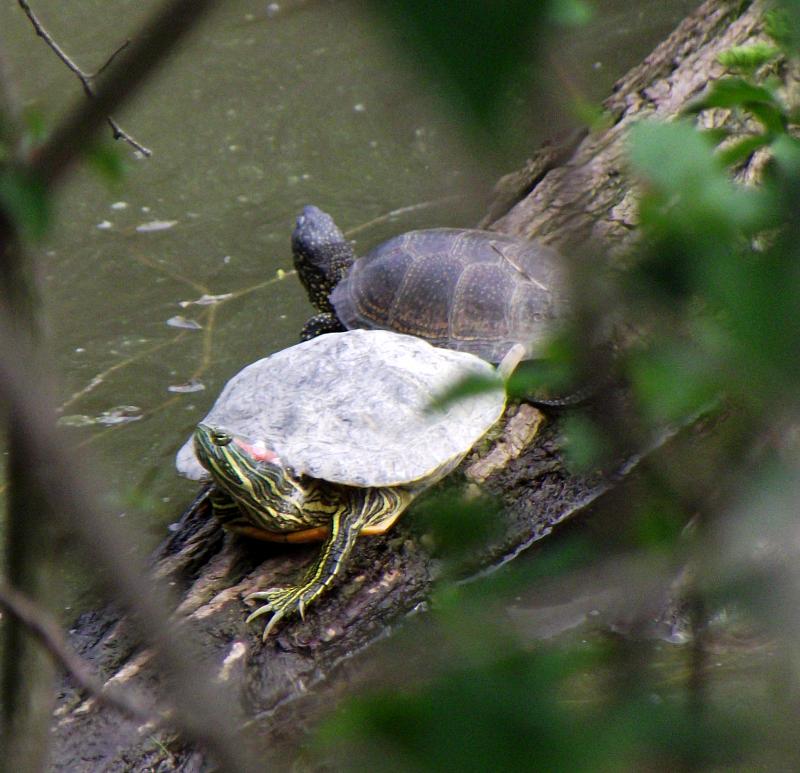 Trachemys scripta