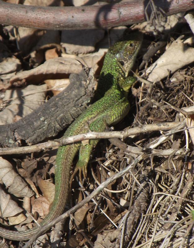 Lacerta viridis