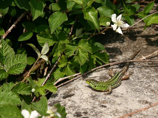 Podarcis siculus Podarcis siculus
