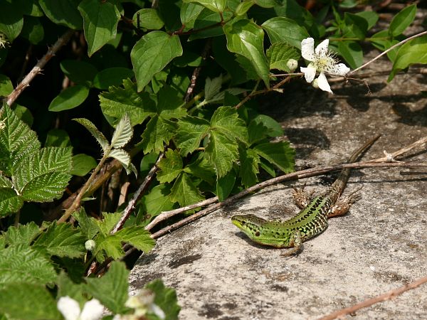 Podarcis siculus