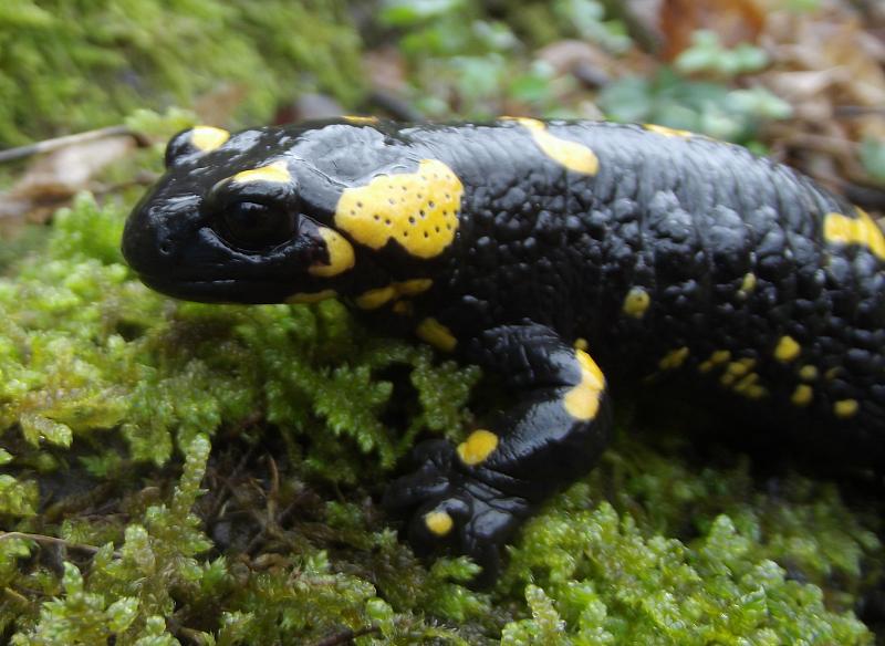 Salamandra salamandra