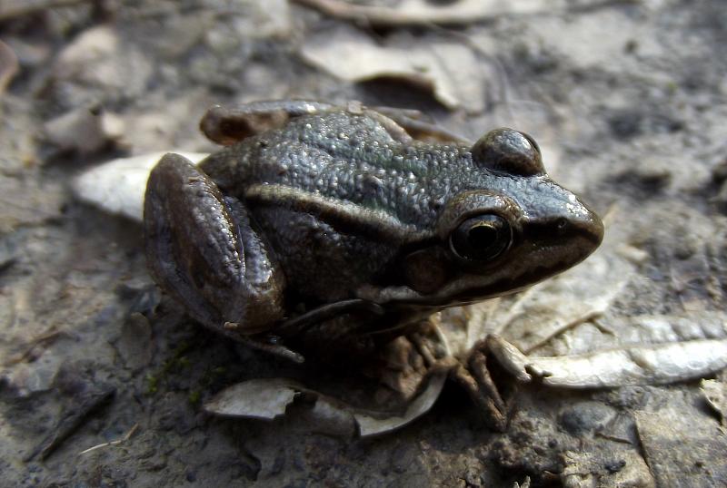 Pelophylax/Rana sp.