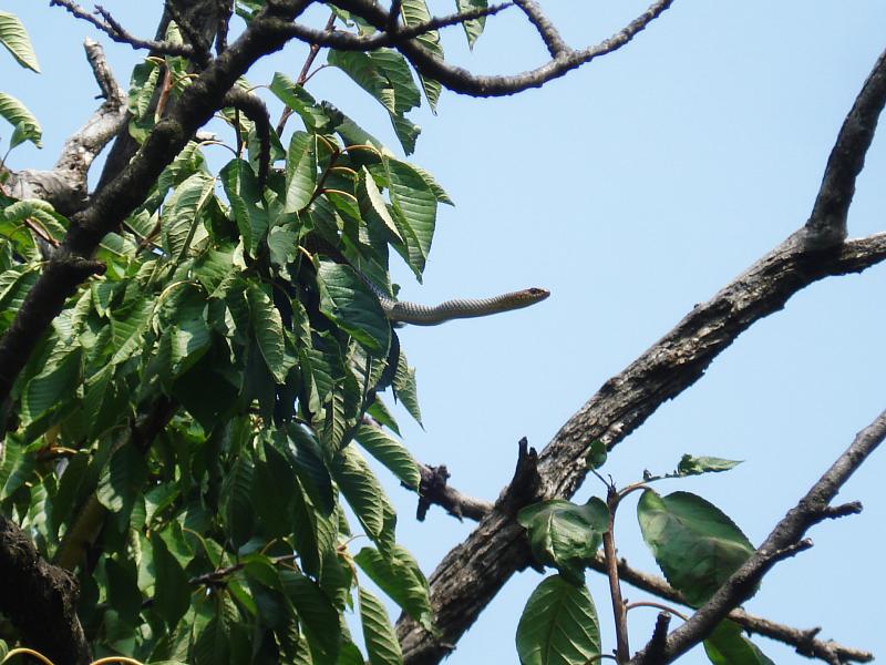 Dolichophis caspius