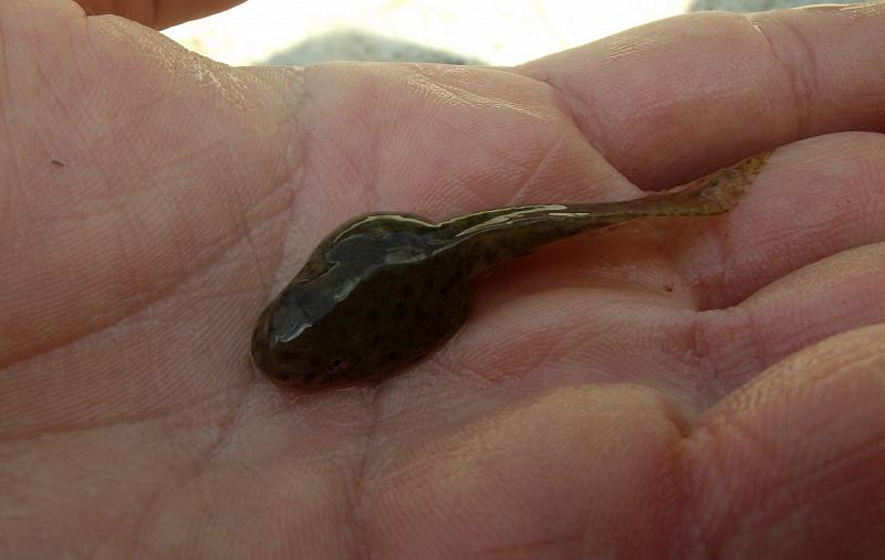 Pelophylax ridibundus