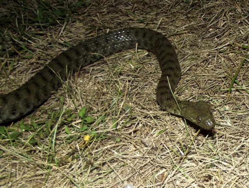 Natrix tessellata