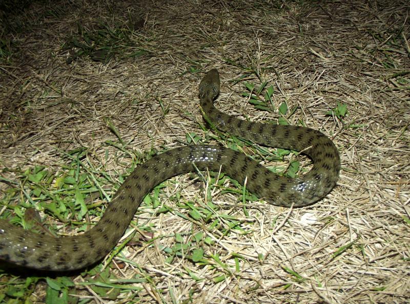 Natrix tessellata