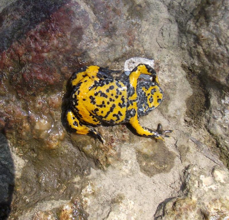 Bombina variegata