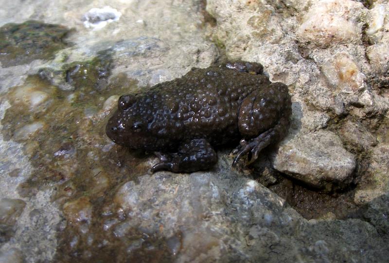 Bombina variegata