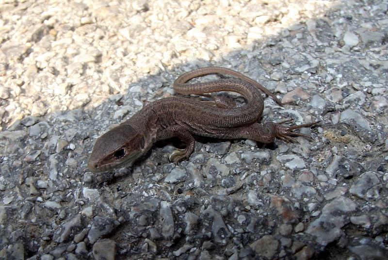 Lacerta viridis