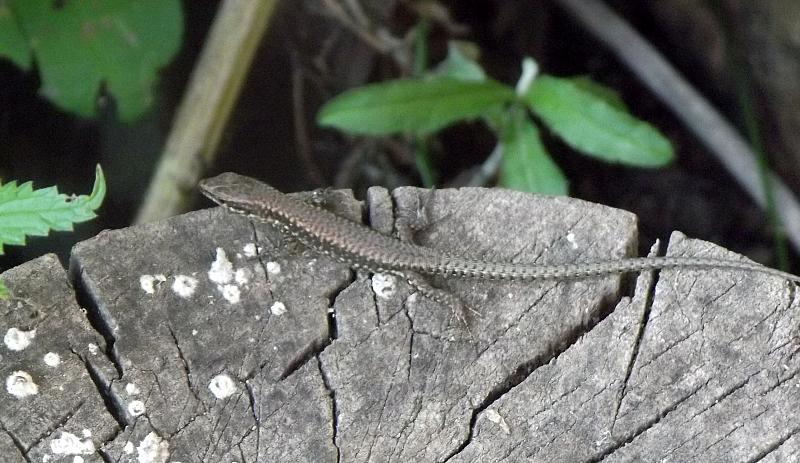 Podarcis muralis