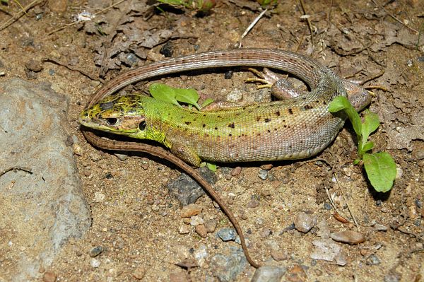 Lacerta viridis