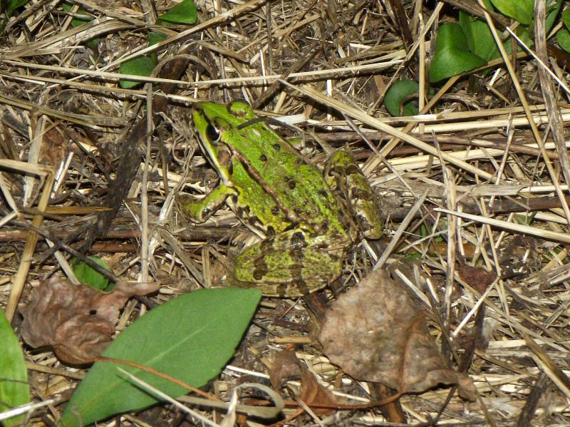 Pelophylax ridibundus