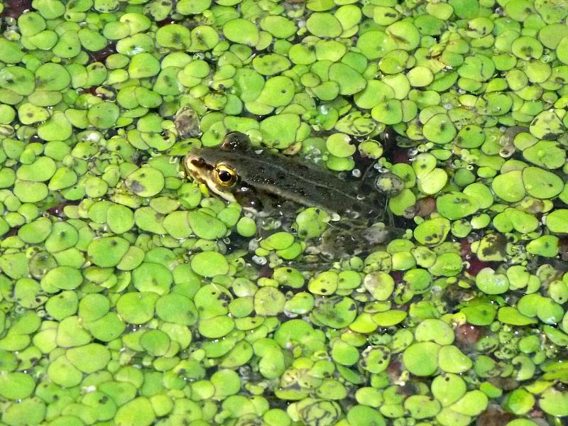 Pelophylax ridibundus